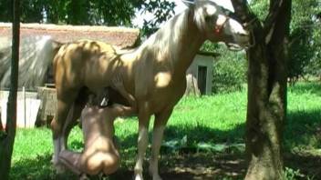 Voluptuous woman relishes the flavor of that splendid equine penis