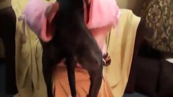 Aroused housewife performs oral on the massive canine penis in extremely messy styles