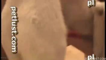 Pale canine with a stiff erection penetrating a yielding guy