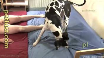 Curly-haired guy bangs an aroused spotted dog