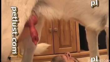 Canine satisfies homosexual man through bestial anal intercourse