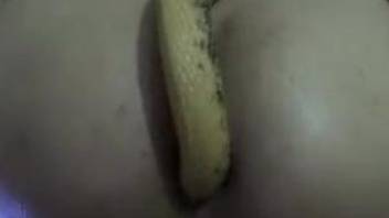 Naked woman shows off anal masturbating with a snake