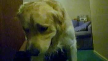 Young woman in a mini skirt is roughly pounded by her dog