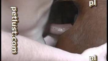 Guy anally penetrates stallion until bursting completely within the creature