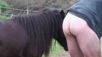 Man plays with the horse's giant cock in a hot outdoor play