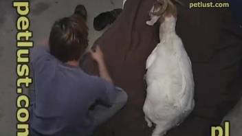 Thirsty white animal getting fucked in missionary