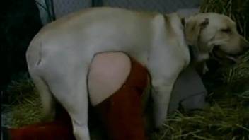 Curvy woman bends for the dog to fuck her as deep as possible