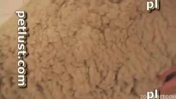 Hot dude banging a super sexy sheep live on webcam