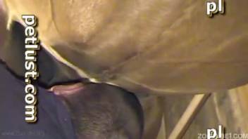 Guy tonguing a female horse's vagina before screwing it