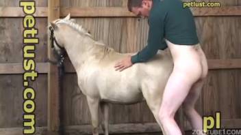 Guy pounding a female horse's cunt after tonguing it