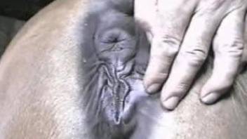 Sexy mare hole dicked deep by a hung dude in HD