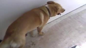 A dog vigorously penetrates an inexperienced guy in messy anal intercourse scenes.