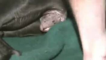 Guy deeply penetrates his canine companion after orally pleasuring its penis in messy styles
