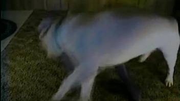 Milf endures a great dog cock in her shaved little pussy
