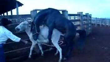 Equine bestiality scene with horse-on-horse fucking that'll make you climax