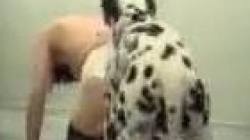 Dalmatian destroying that pussy hole for the cam