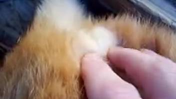 Cat's vagina being aggressively fingered on camera