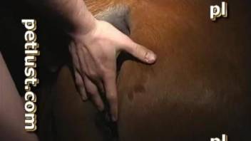 Dude's stiff cock exploring a mare's wet pussy