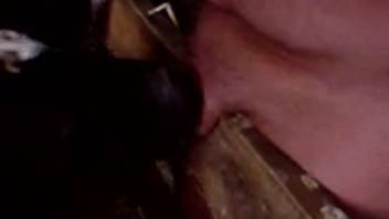 Guy cheerfully deepthroating a hot cow in the stable