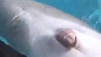 Dude teases a dolphin until it shows its hot cock