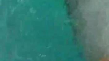 Guy fellates the dolphin's cock during a wild sea creature zoo webcam spectacle