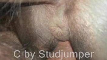 Hairy cock dude fuck-punishing a mare's pussy