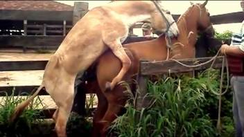 Huge-cocked donkey pounding a huge-vagged mare outside