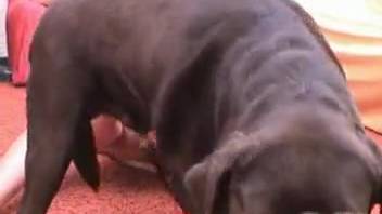 Inked curvaceous lady leans forward to receive a canine's rigid penis