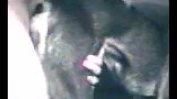 Guy's tasty dick pounding an obedient pup