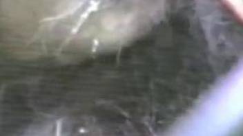 Caged animal showing its hot hole in a zoophile video