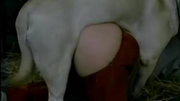 Perky booty babe getting plowed by an eager dog