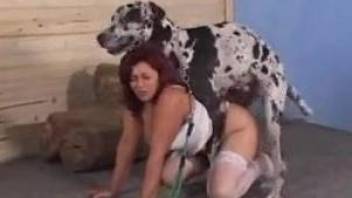 Lingerie-clad Latina girls fucked by the same dog