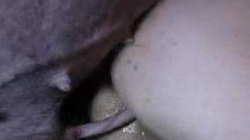 Pig with a hard dick fucking a hairy fucking slob
