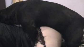 Black dog enjoying passionate gay zoophile fucking