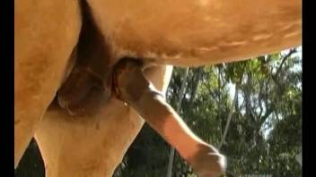 Blonde whore gives an amazing blowjob to her horse