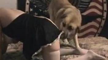 Dog ass fucks curvy woman when her hubby is not home