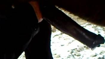 Man jerks off huge horse penis while taping himself