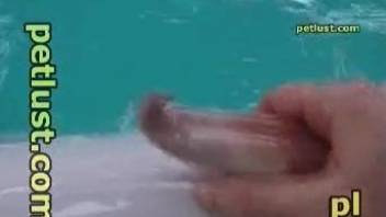 underwater jerk off on a stiff dolphin's cock