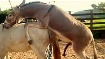 Donkey porn caught on cam by horny zoo porn lover