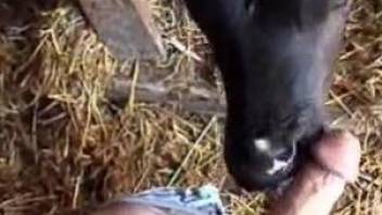 Cow taped when licking man's hard cock