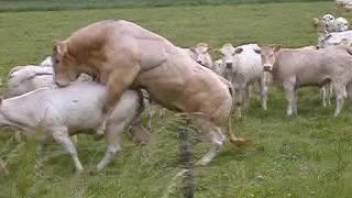 Wild outdoor beast-on-beast screwing with hot creatures