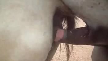 White mare gets fucked deep and hard by a donkey