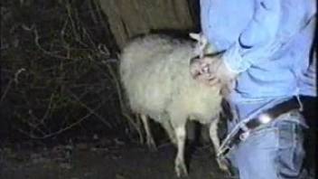 Dressed guy desires to deeply penetrate this ewe