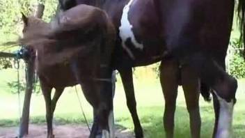 Naked woman sure craves for the horse to bang her pussy