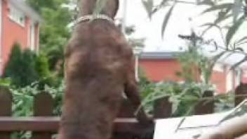 Amazing animal fetish webcam show featuring a snug beginner