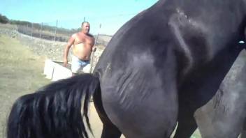Horses fucking each other in a wild zoophile video