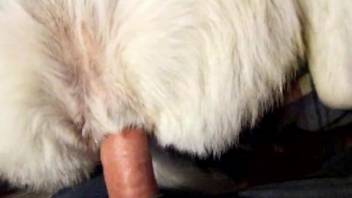 Big dick dude dominating a tight pussy animal in POV