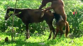 Horses horsing around in a hardcore porno movie