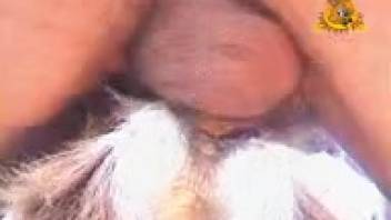Guy roughly screws goat and ejaculates inside