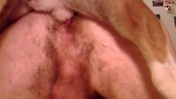 Tight anal sex with a man standing for his horny dog